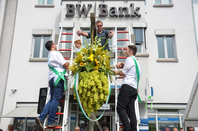 Wangener Kirbe – Trauben auftanzen